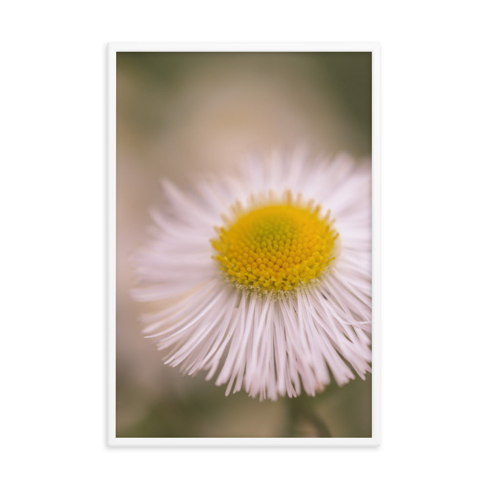 Philadelphia Fleabane Single Bloom Floral Nature Photo Framed Wall Art Print