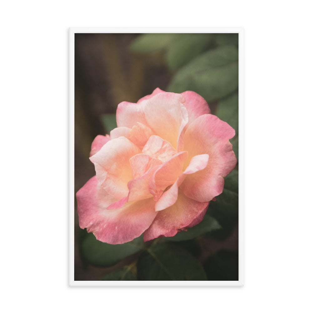 Pink and White Softened Rose Floral Nature Photo Framed Wall Art Print