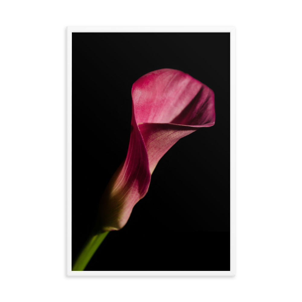 Pink Calla Lily Flower on Black Floral Nature Photo Framed Wall Art Print