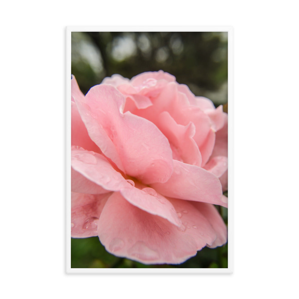 Pink Passion Floral Nature Photo Framed Wall Art Print