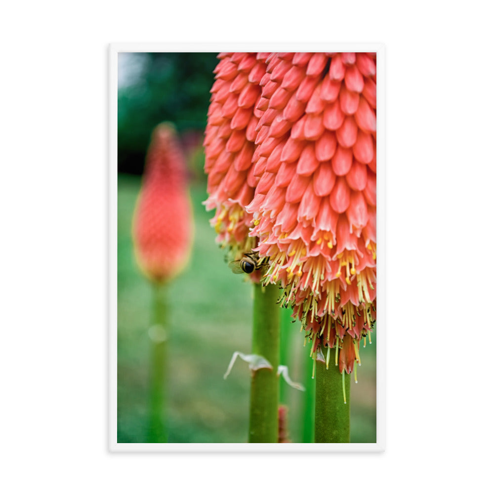 Red Hot Pokers Floral Nature Photo Framed Wall Art Print