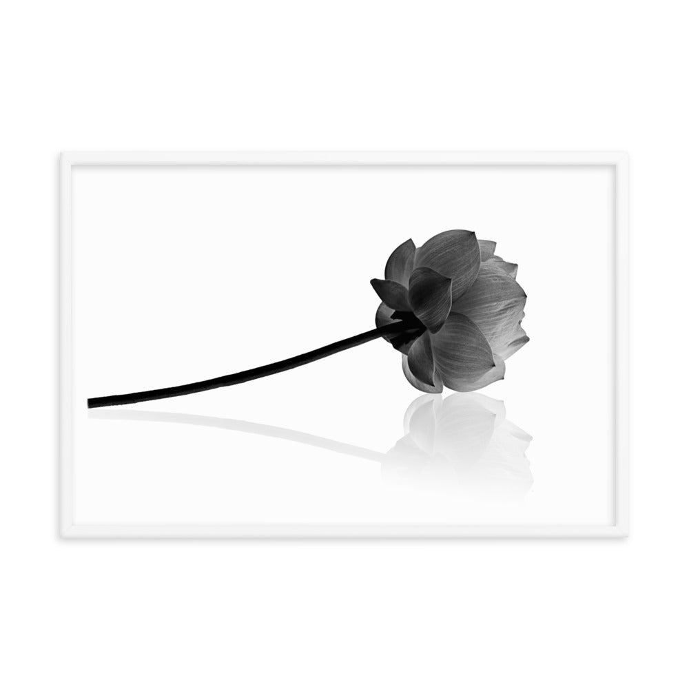 Resting Lotus Flower Black and White Effect Framed Photo Paper Poster