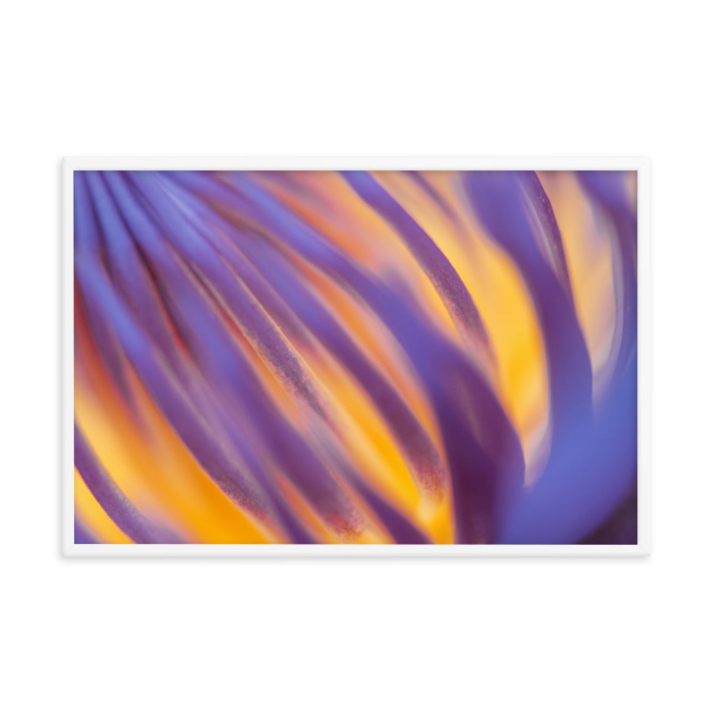Purple and Yellow Lotus Flower Filaments Framed Photo Paper Poster - Nature Photography