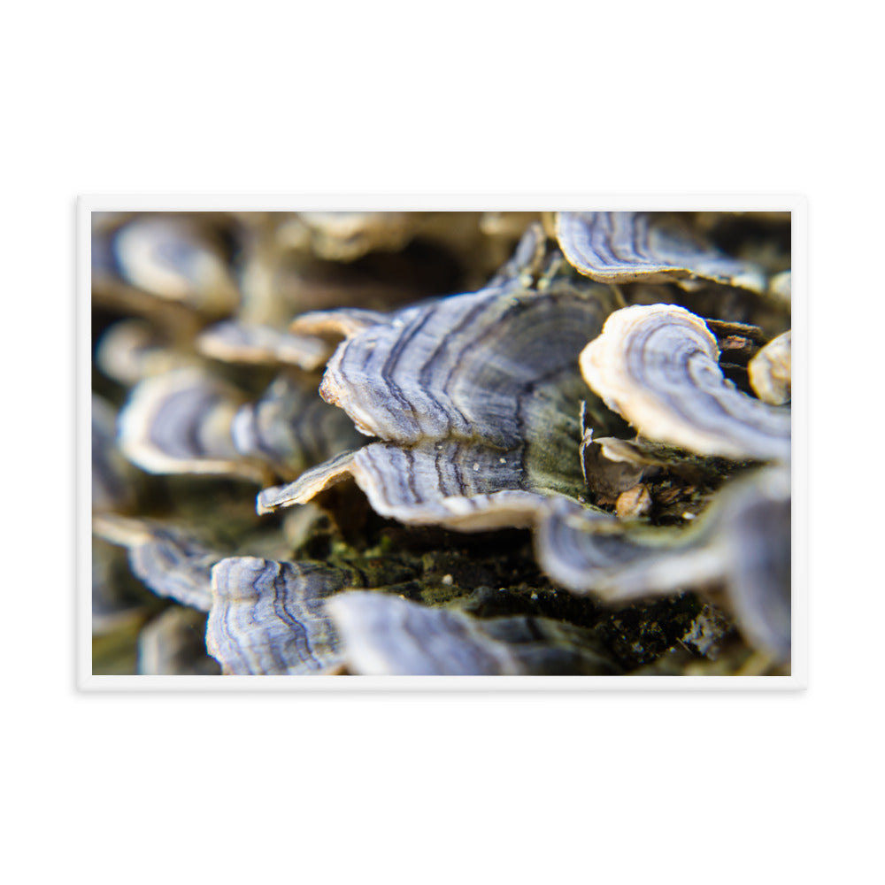Mushrooms on Log Botanical Nature Photo Framed Wall Art Print