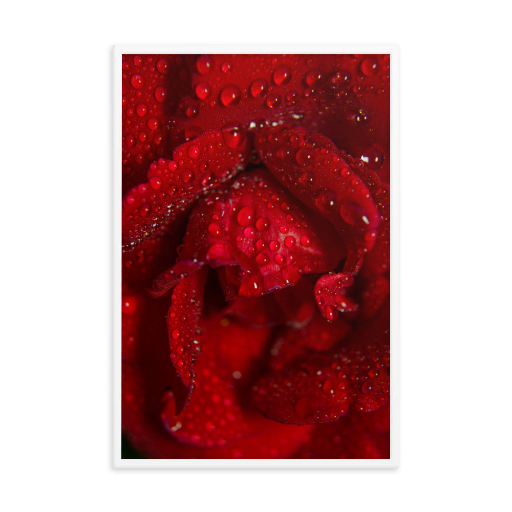 Royal Red Rose Floral Nature Photo Framed Wall Art Print