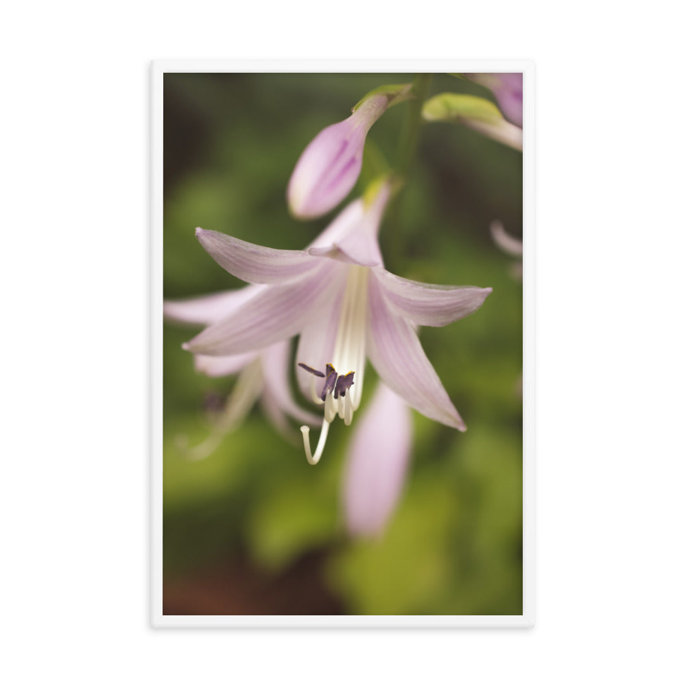 Softened Hosta Bloom Floral Nature Photo Framed Wall Art Print