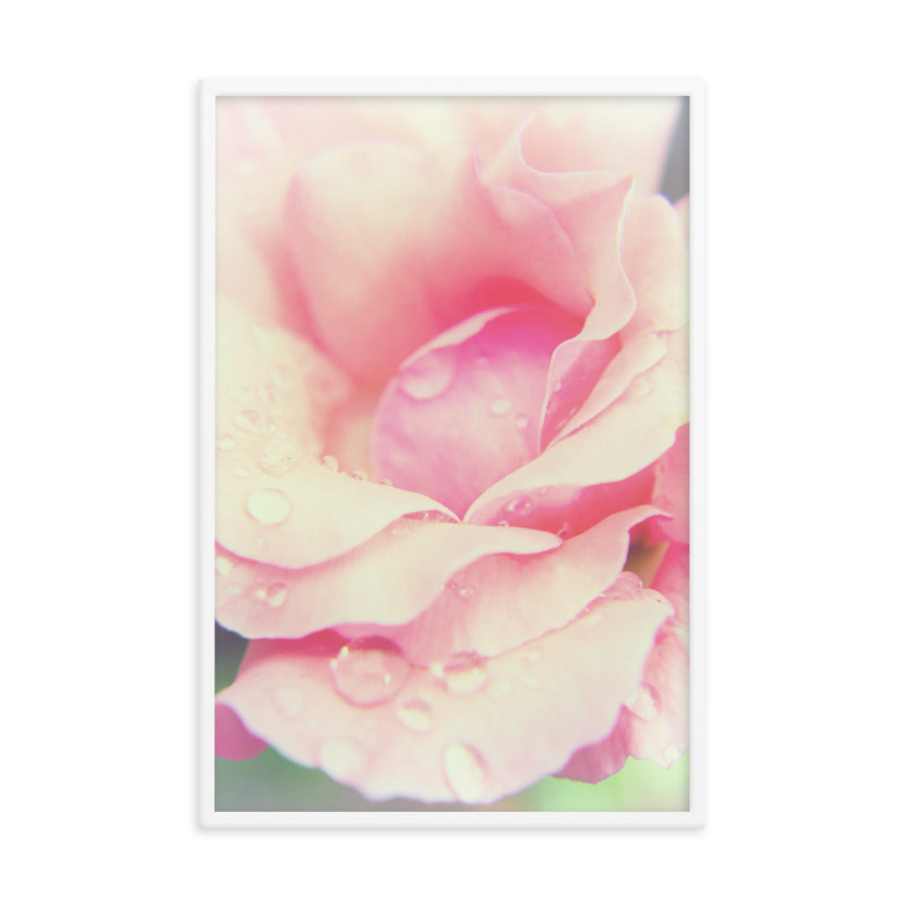 Softened Rose Floral Nature Photo Framed Wall Art Print