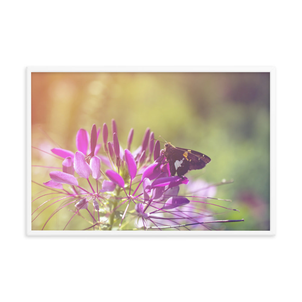 Spider Flower in Glory Light with Spotted Moth Floral Nature Photo Framed Wall Art Print