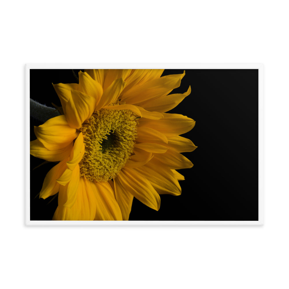 Sunflower from Left Floral Nature Photo Framed Wall Art Print