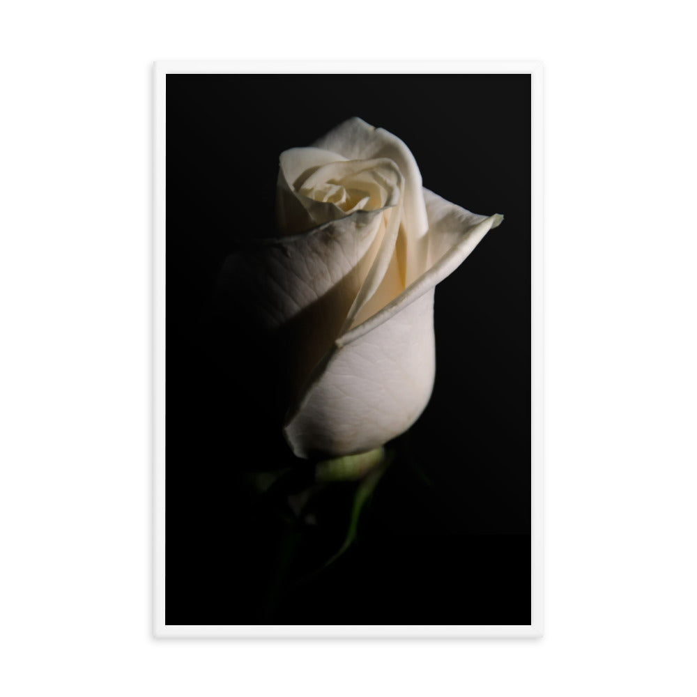 White Rose Low Key Floral Nature Photo Framed Wall Art Print