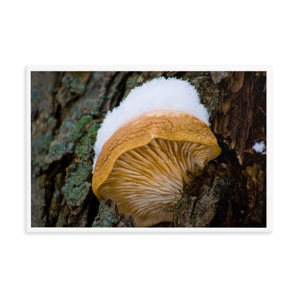 Snow Fungus Botanical Nature Photo Framed Wall Art Print