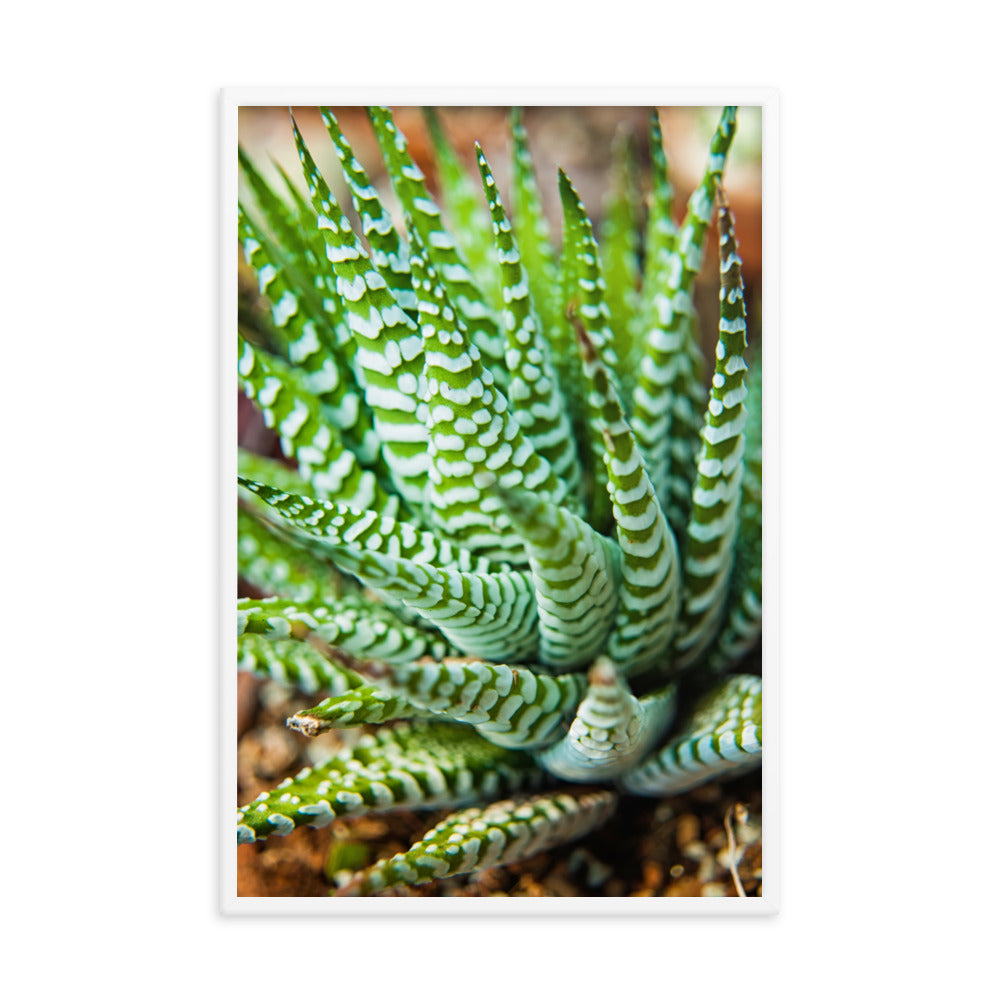Succulent 2 Botanical Nature Photo Framed Wall Art Print