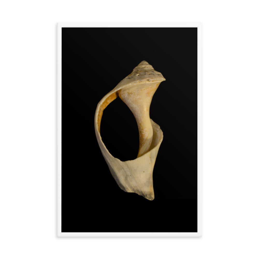 State of Erosion Image 2 Whelk Shell Coastal Nature Photo Framed Wall Art Print