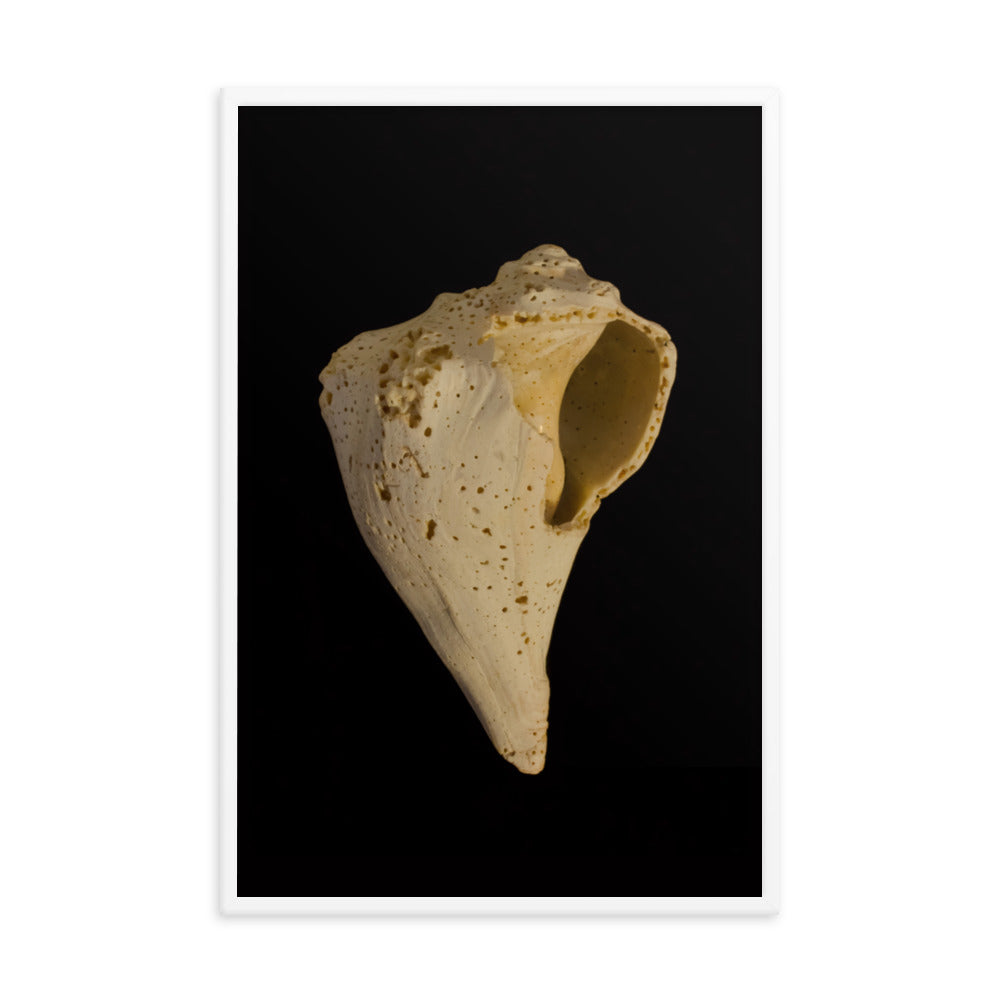State of Erosion Image 1 Whelk Shell Coastal Nature Photo Framed Wall Art Print
