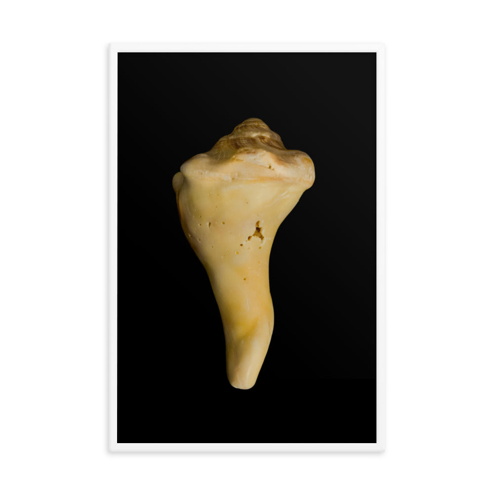 State of Erosion Image 8 Whelk Shell Coastal Nature Photo Framed Wall Art Print