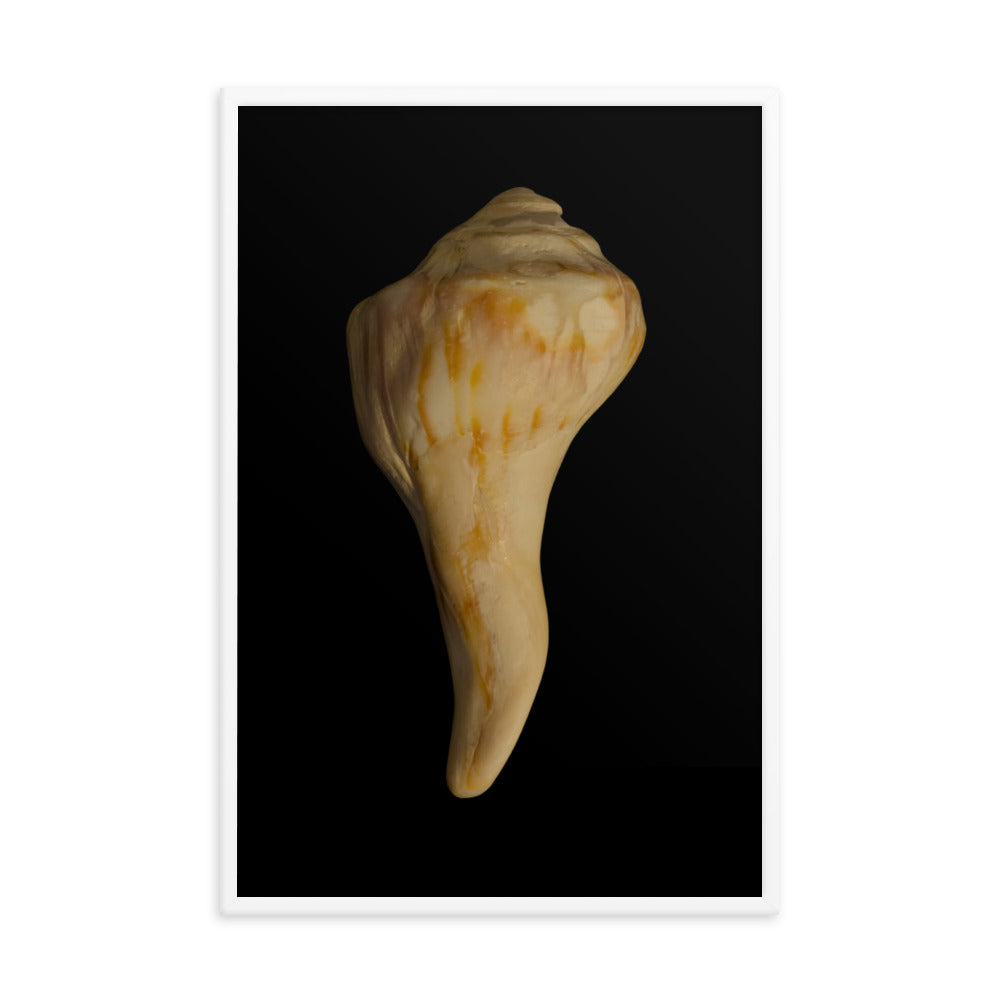 States of Erosion Image 9 Whelk Shell Coastal Nature Photo Framed Wall Art Print
