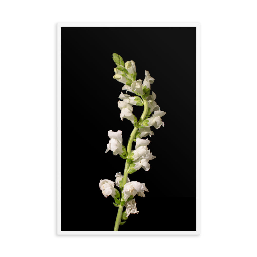 White Snapdragons Floral Nature Photo Framed Wall Art Print