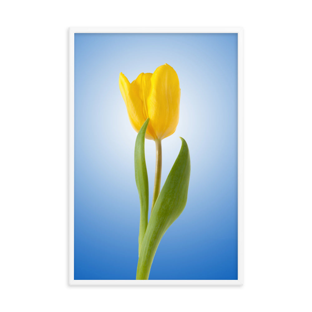 Yellow Tulip Minimal Floral Nature Photo Framed Wall Art Print