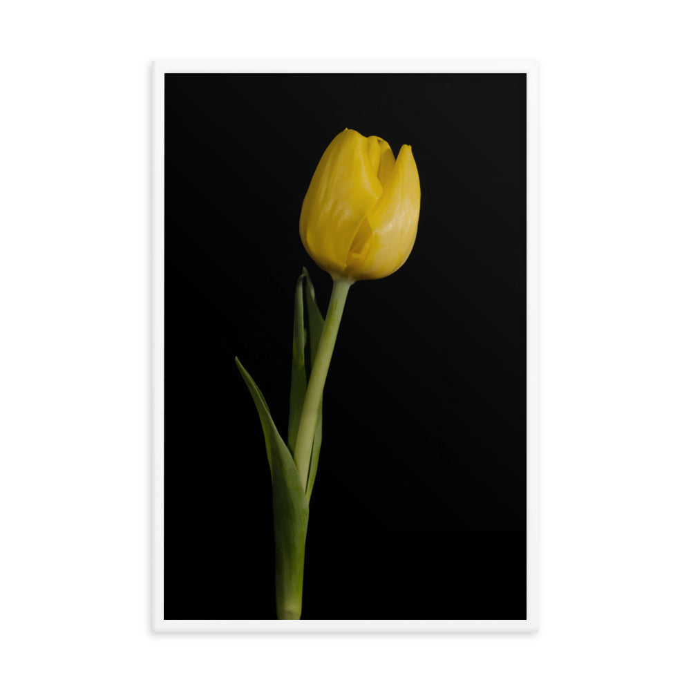 Yellow Tulip on Black Floral Nature Photo Framed Wall Art Print