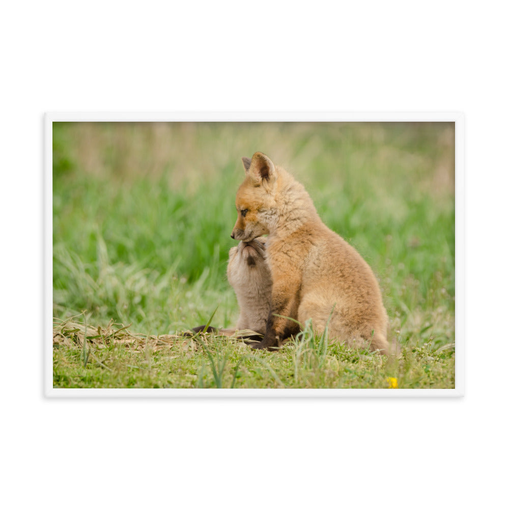 Baby Red Foxes Sibling Kisses Animal Wildlife Photograph Framed Wall Art Prints