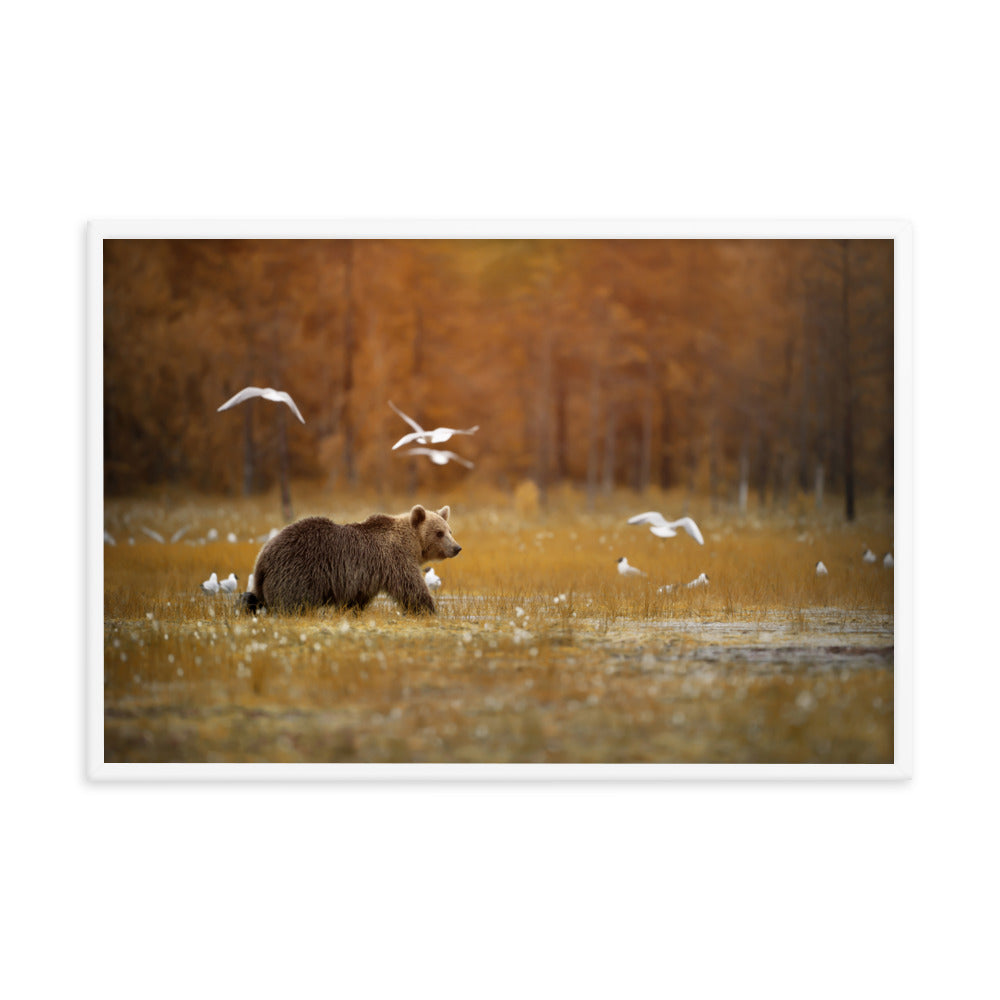 Big Brown Bear Crossing the Marshlands Wildlife Photo Framed Wall Art Prints