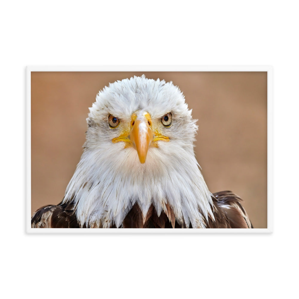 Bald Eagle Portrait Close-up 2 Wildlife Photograph Framed Wall Art Prints
