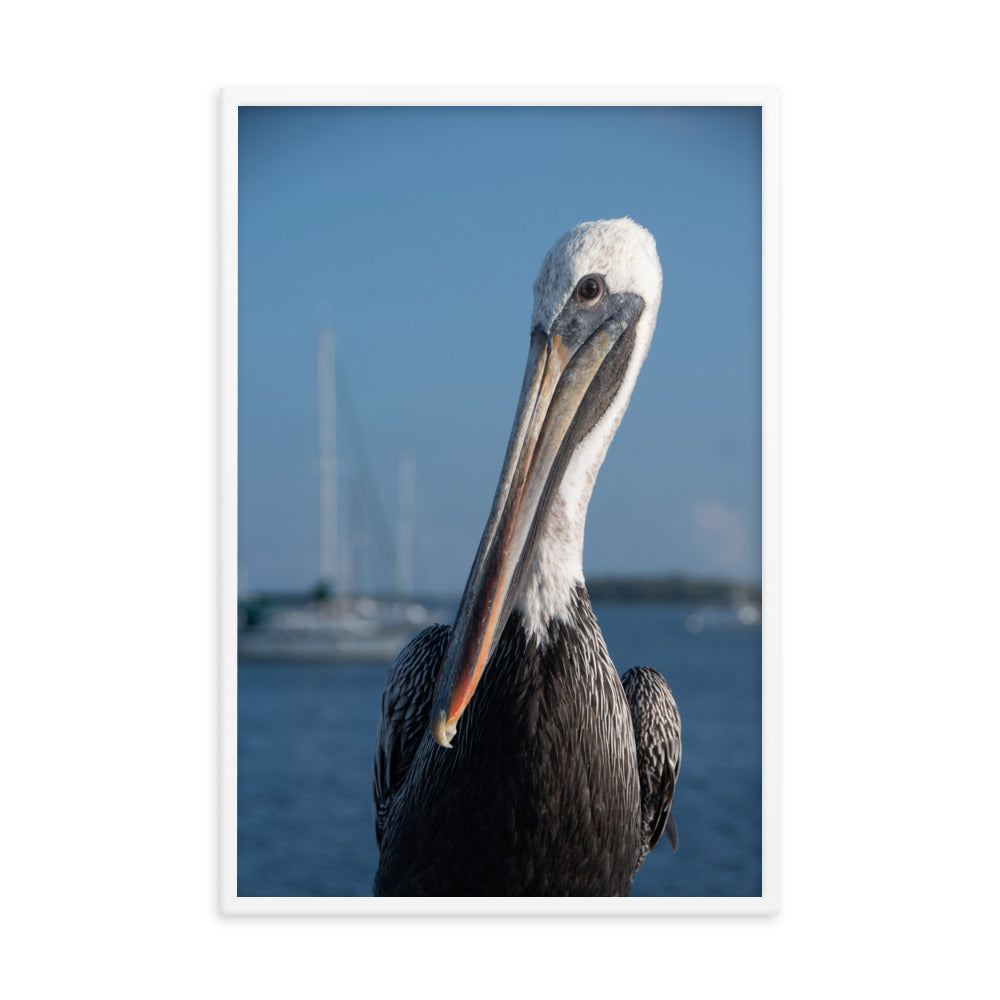 Bob The Pelican Bird 3 Color Wildlife Photo Framed Wall Art Prints