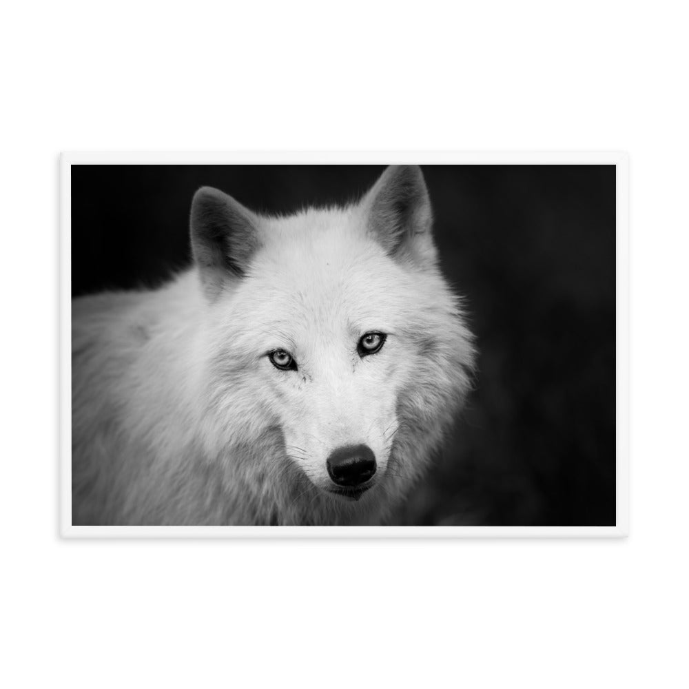 Black and White Portrait of White Wolf in the Forest Animal Wildlife Photograph Framed Wall Art Prints