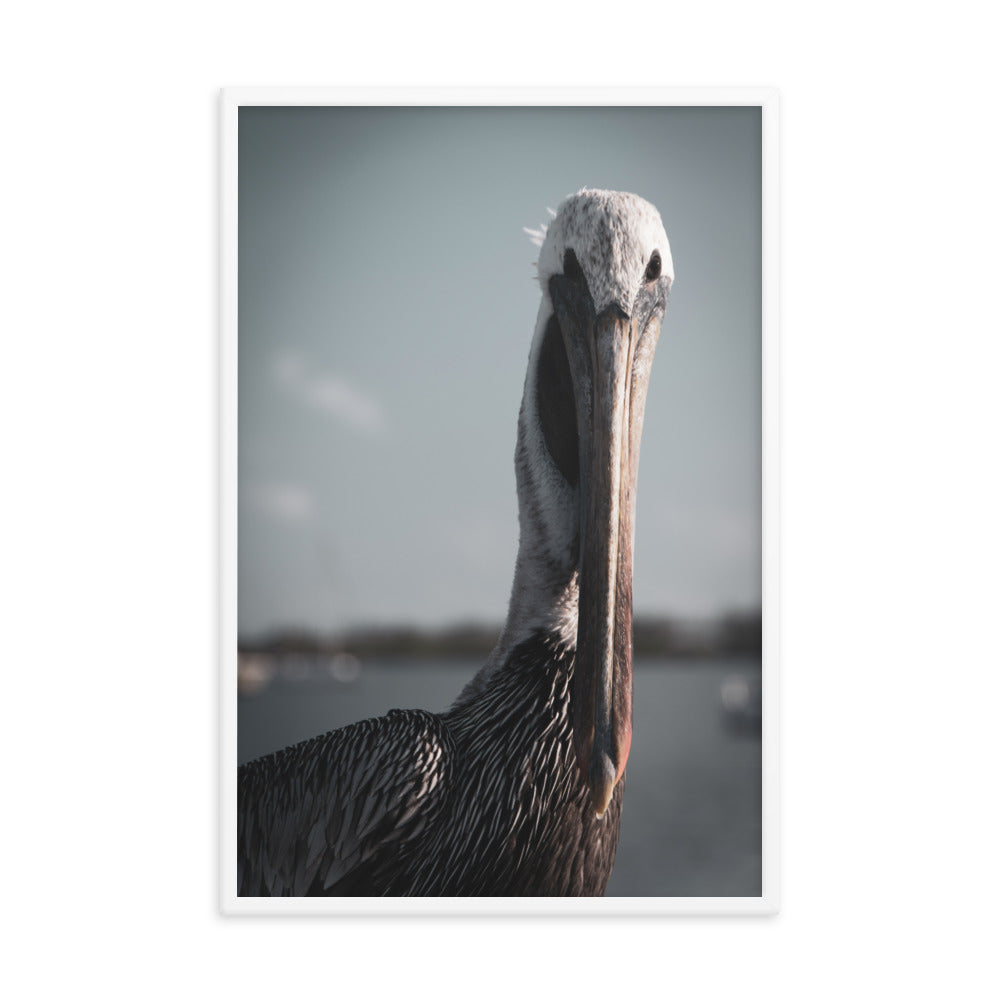 Bob The Pelican Bird Colorized Wildlife Photo Framed Wall Art Prints