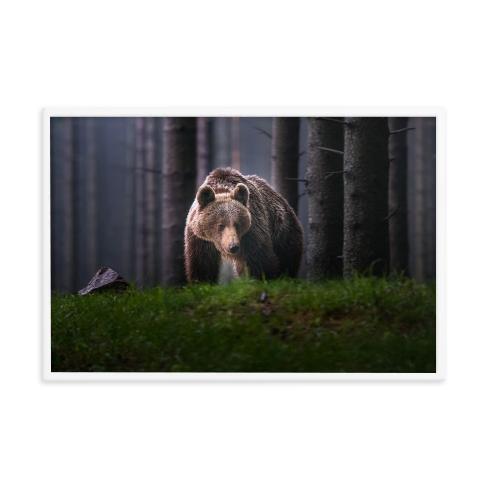 Brown Bear Walking Through Forest Wildlife Photo Framed Wall Art Prints