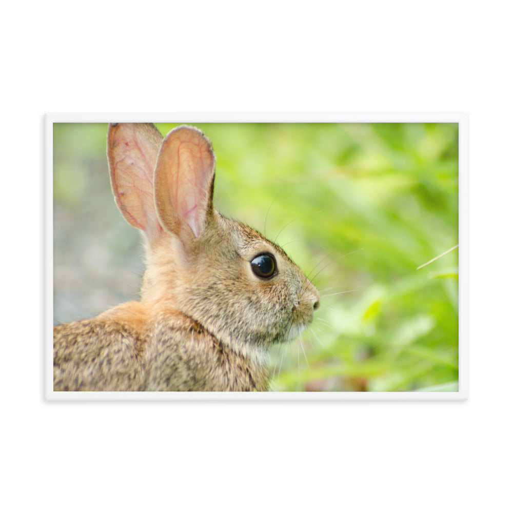 Bunny at Bombay Hook Wildlife Photo Framed Wall Art Prints
