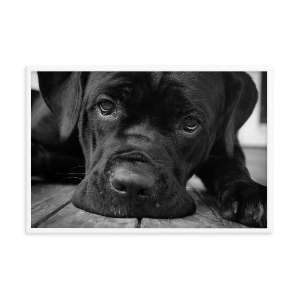 Cane Corso on Porch Animal Dog Black & White Framed Wall Art Prints