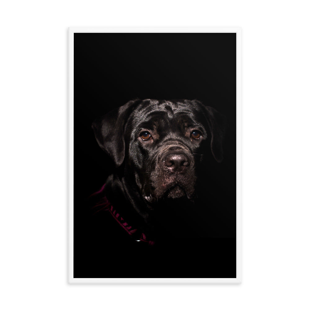 Cane Corso Puppy Low Key Portrait Animal Dog Photograph Framed Wall Art Prints