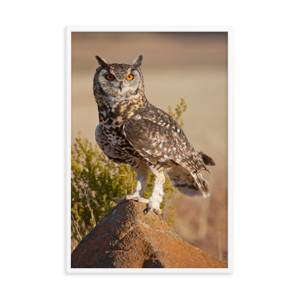 Cape Eagle Owl Wildlife Animal Photograph Framed Wall Art Prints