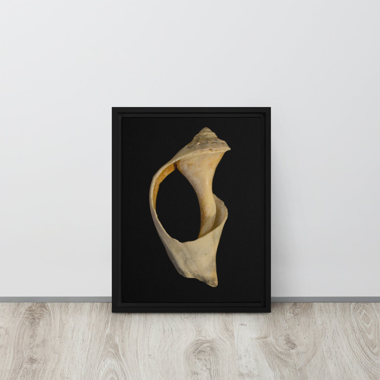 State of Erosion Image 2 Whelk Shell Coastal Nature Wall Art Prints Framed Canvas Wall Art Prints