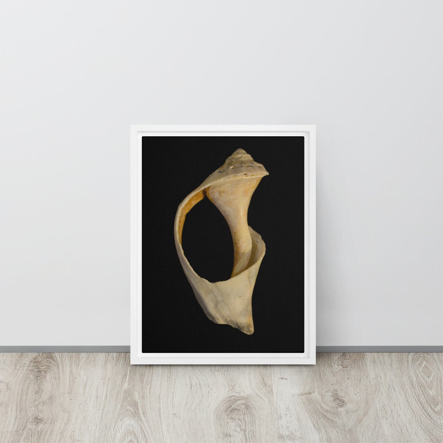 State of Erosion Image 2 Whelk Shell Coastal Nature Wall Art Prints Framed Canvas Wall Art Prints