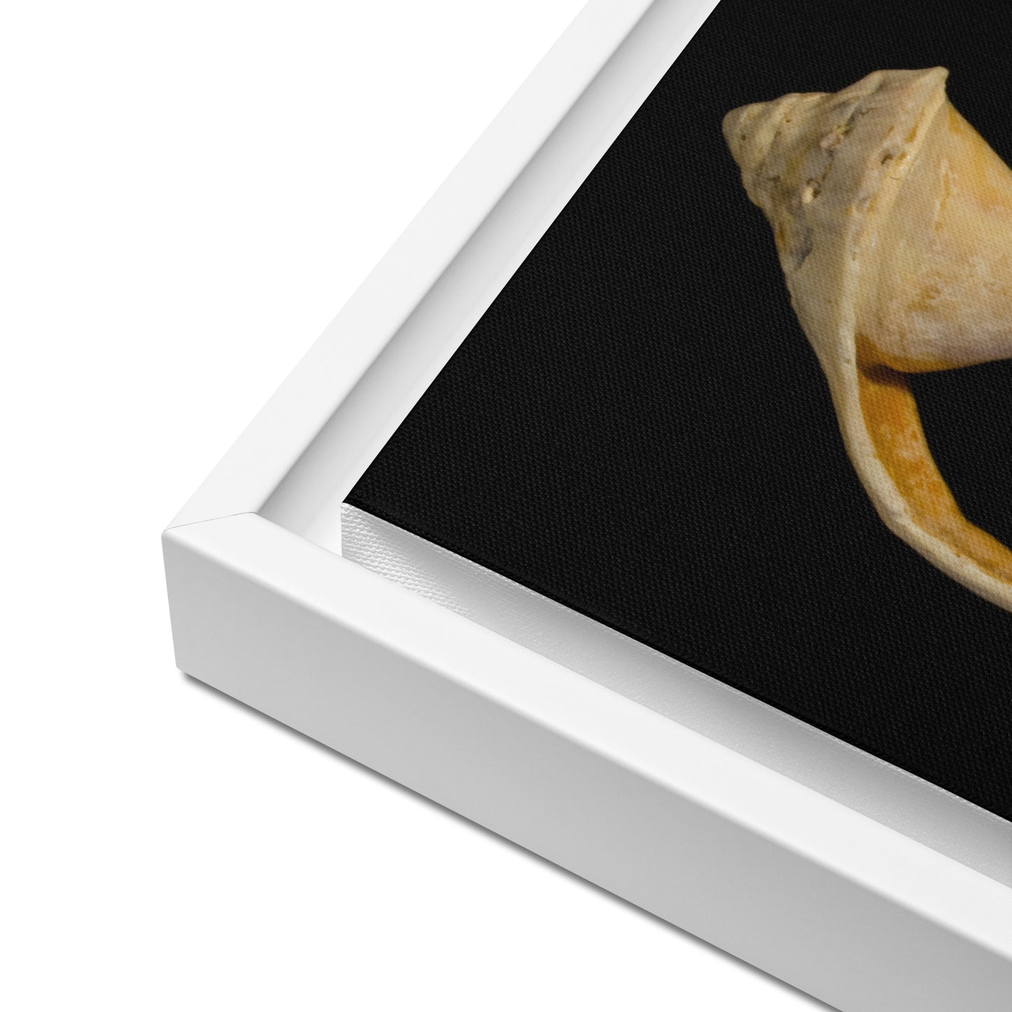 State of Erosion Image 2 Whelk Shell Coastal Nature Wall Art Prints Framed Canvas Wall Art Prints