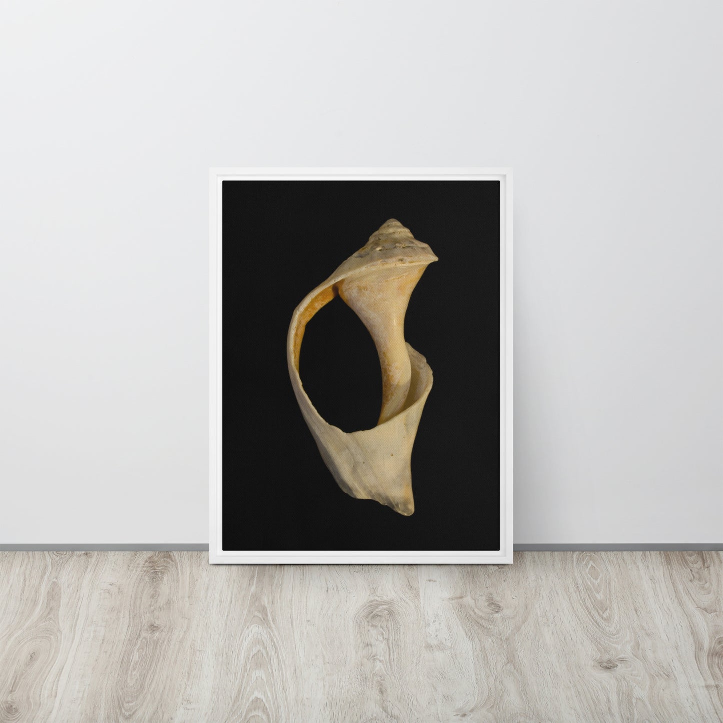 State of Erosion Image 2 Whelk Shell Coastal Nature Wall Art Prints Framed Canvas Wall Art Prints