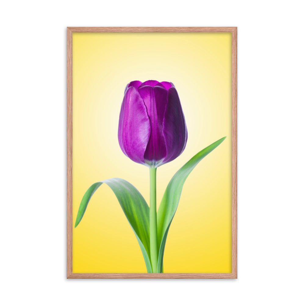 Purple Tulip on Yellow Minimal Floral Nature Photo Framed Wall Art Print