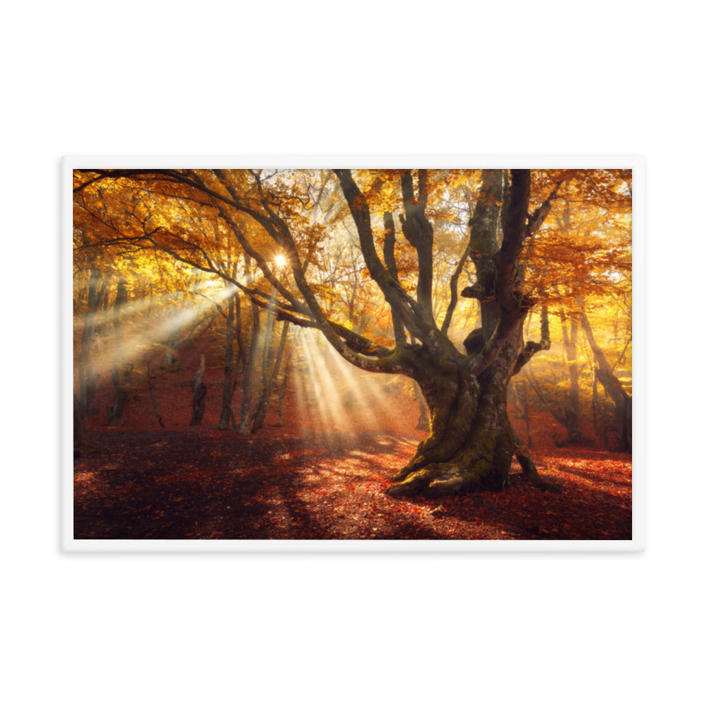 Old Magical Tree in Forest with Glory Rays Framed Wall Art Print