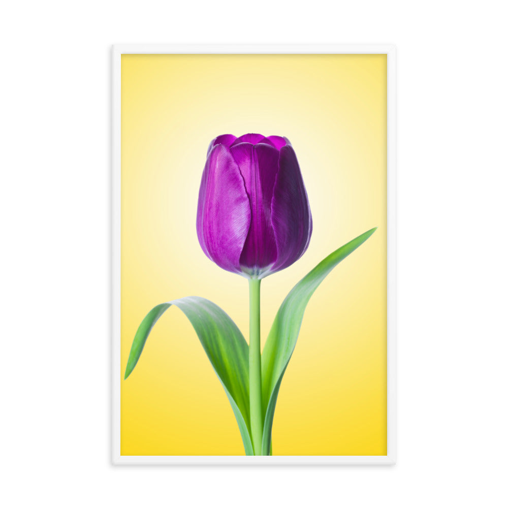 Purple Tulip on Yellow Minimal Floral Nature Photo Framed Wall Art Print