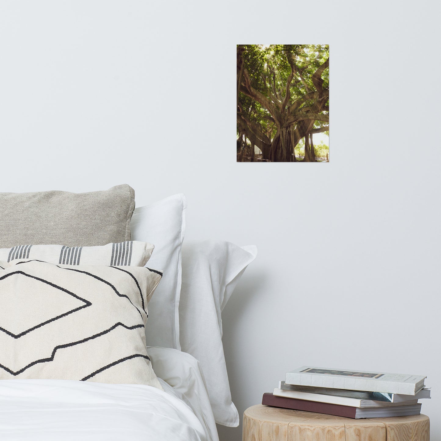 Banyan Tree With Glory Rays of Sunlight Botanical Nature Photo Loose Unframed Wall Art Prints