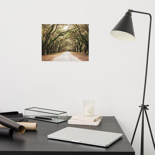 Boho Room Prints: Live Oaks and Spanish Moss Roadway Savannah Ga Loose Wall Art Print 11" x 14"
