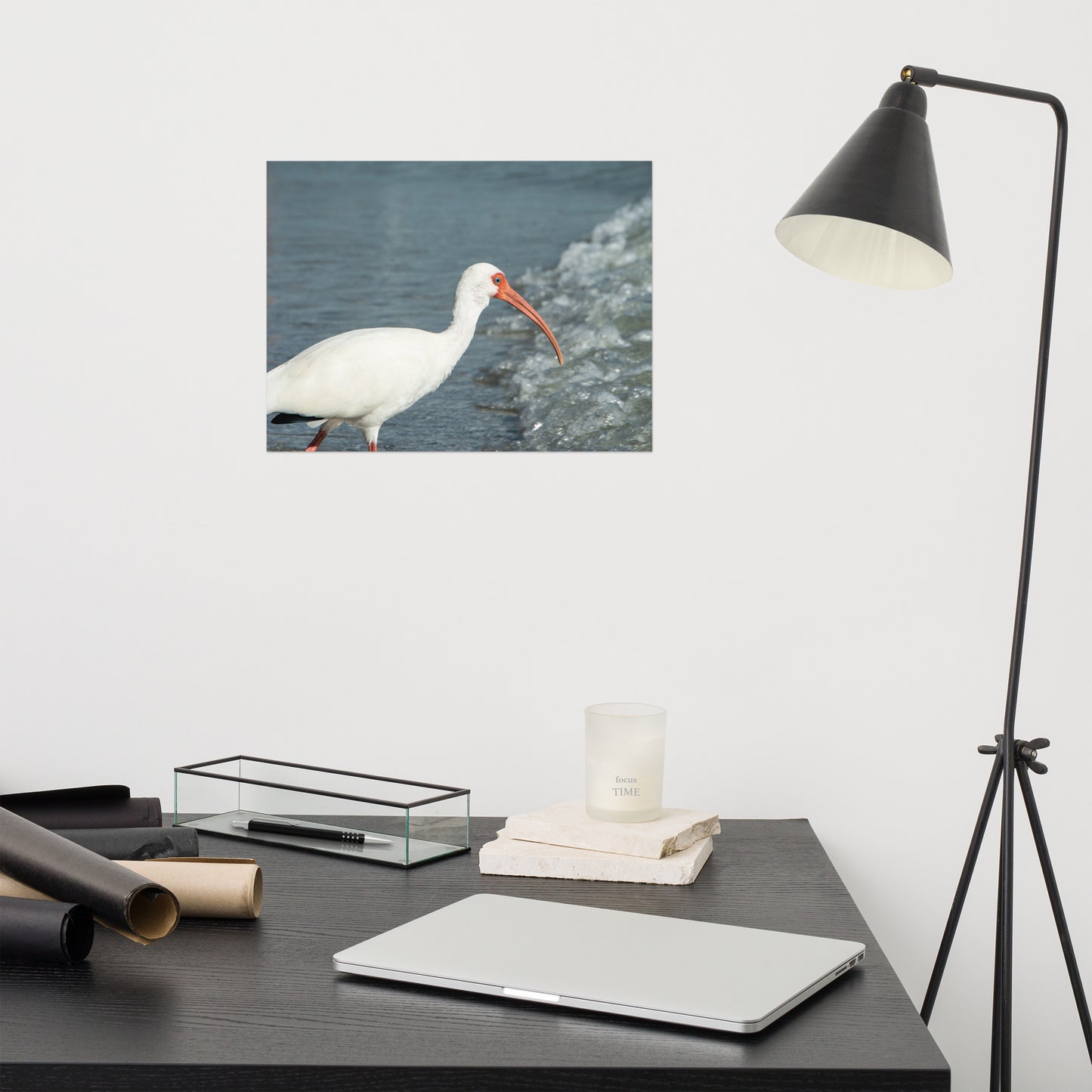 Close Up White Ibis on Beach Wildlife Photo Loose Wall Art Print