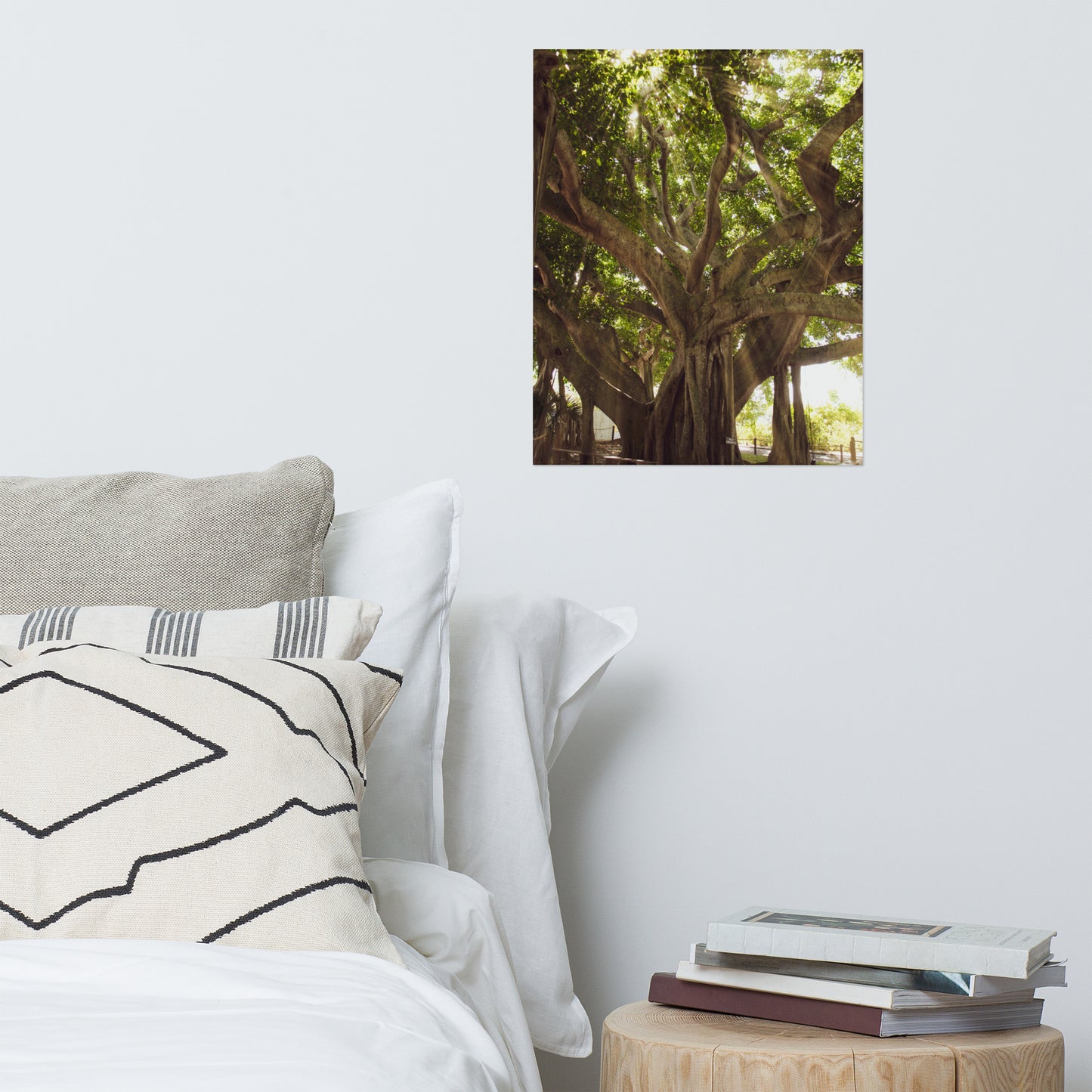Banyan Tree With Glory Rays of Sunlight Botanical Nature Photo Loose Unframed Wall Art Prints