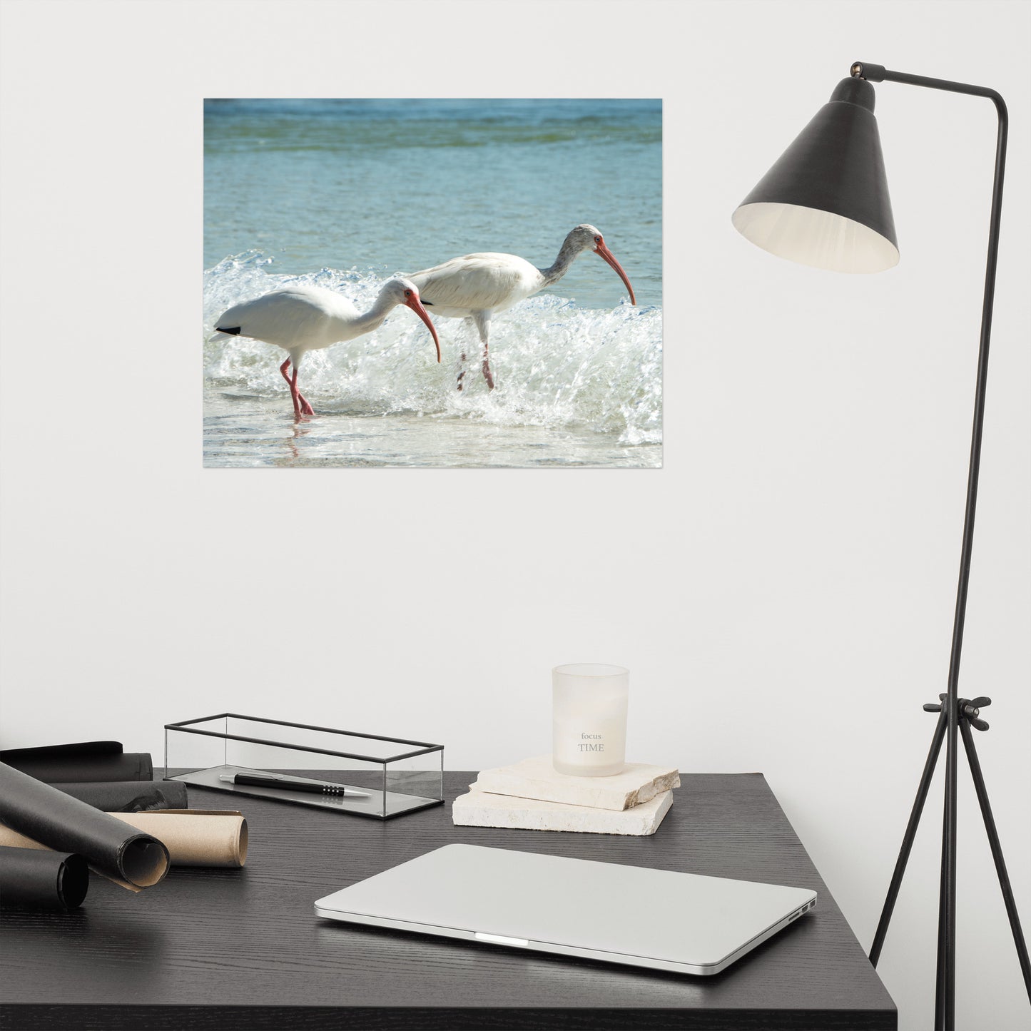 White Ibises on the Shore Traditional Color Coastal Wildlife Photograph Wall Art Print