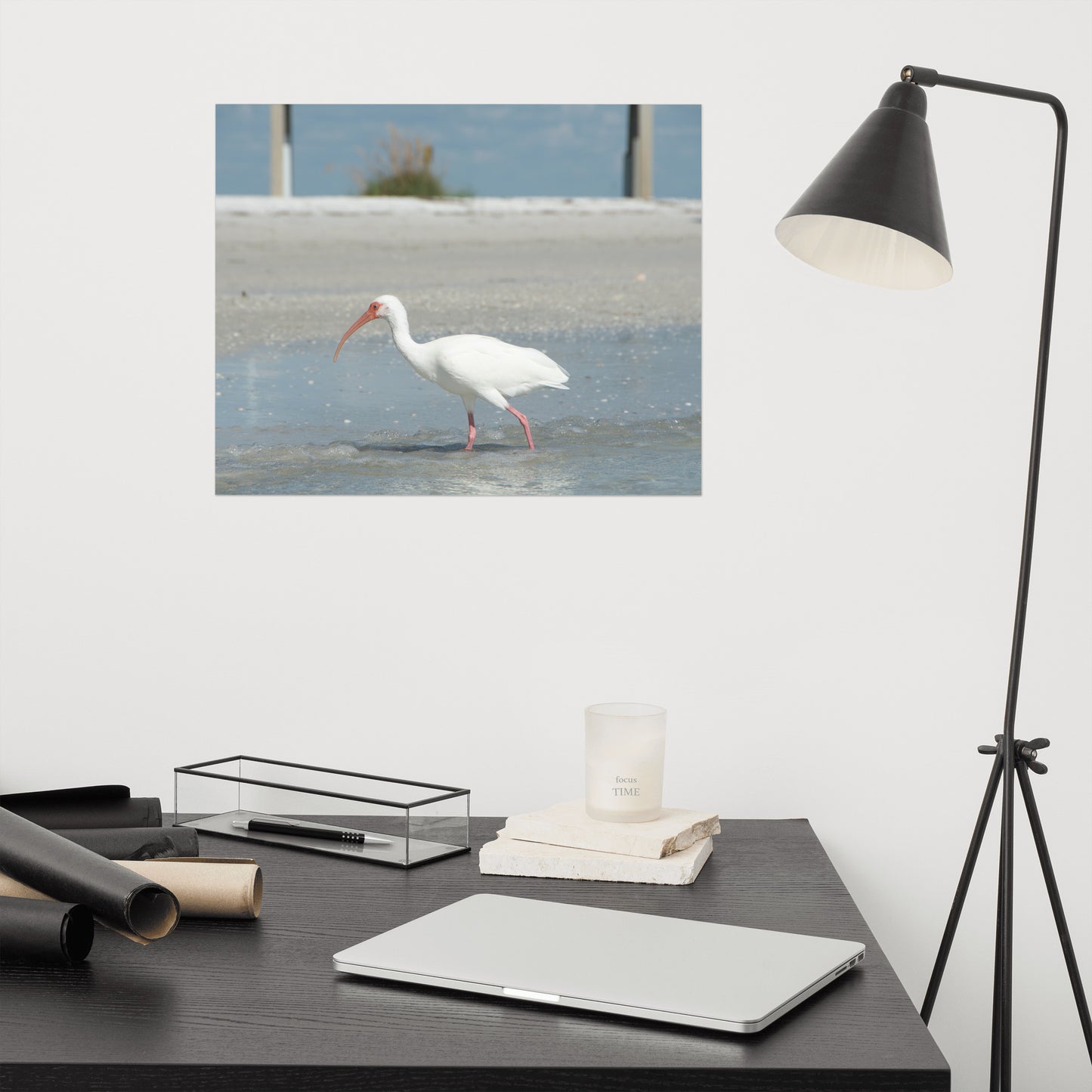White Ibis on the Shore Coastal Wildlife Photo Loose Wall Art Print
