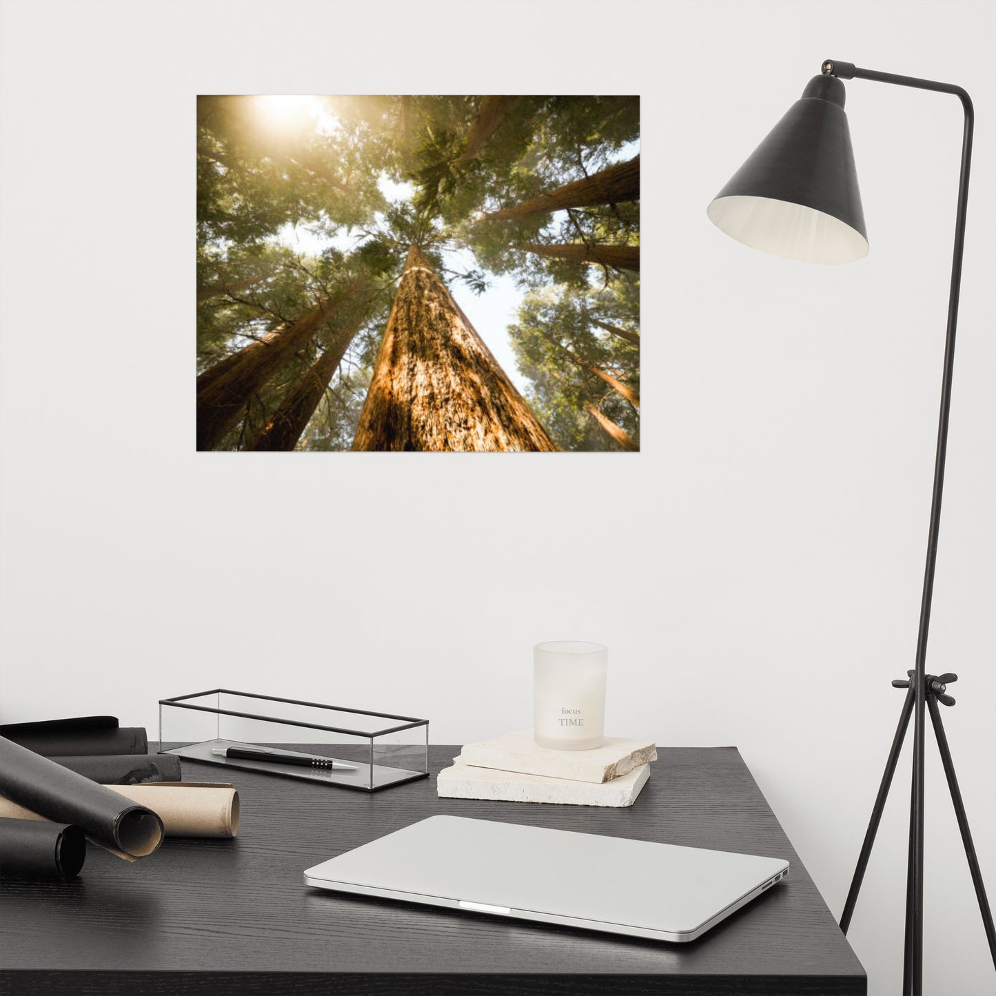 Looking Up Pine Trees Rustic Farmhouse Style Botanical Nature Photograph Loose Wall Art Print