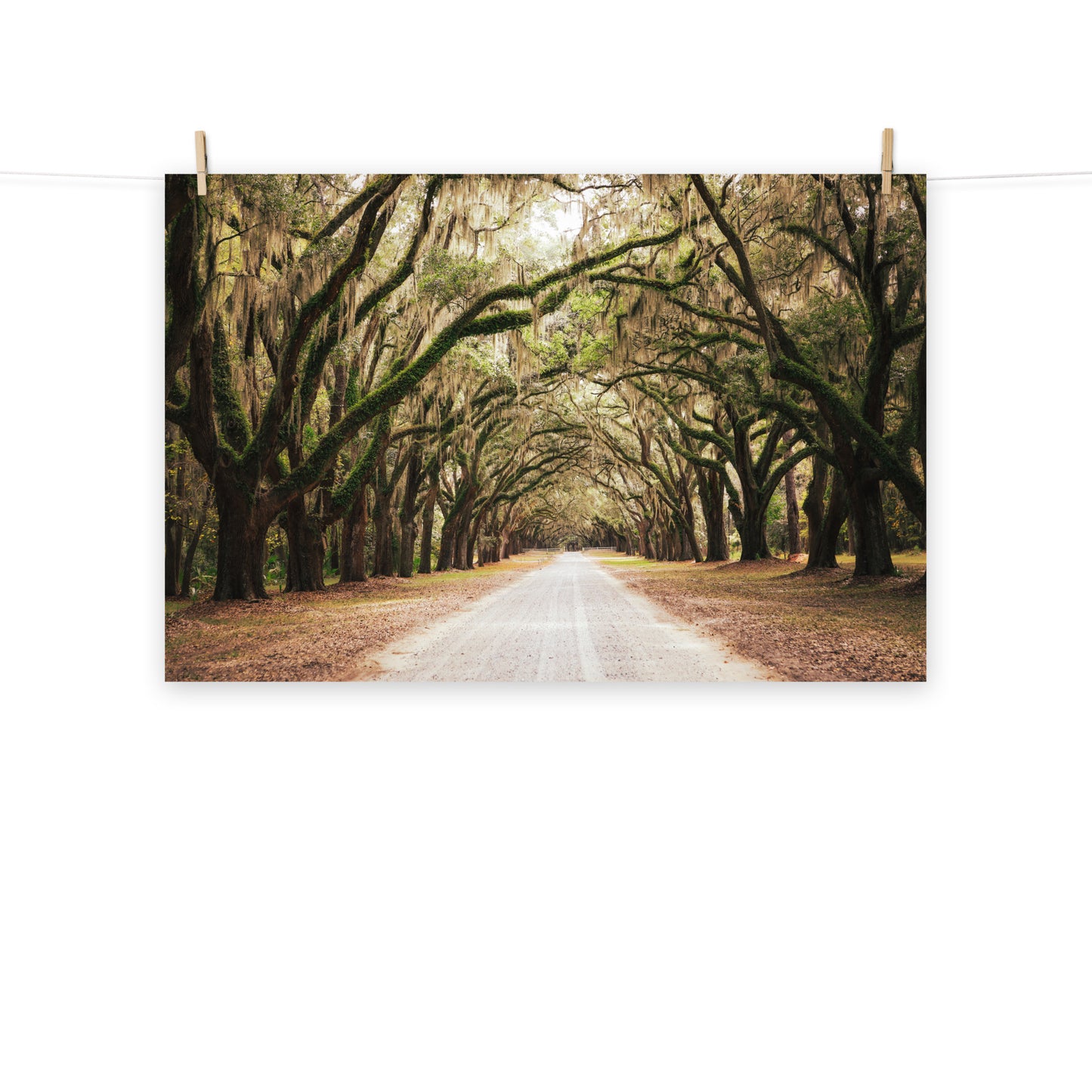 Botanical / Nature Landscape / Cityscape Abstract Decor Live Oaks and Spanish Moss Roadway Savannah Ga Loose Wall Art Print 8" x 10"