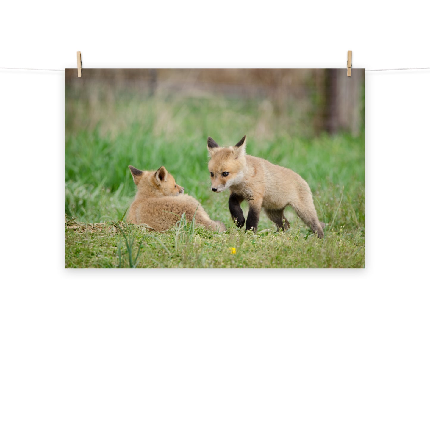 Baby Red Foxes Coming to Get You Loose Wall Art Print
